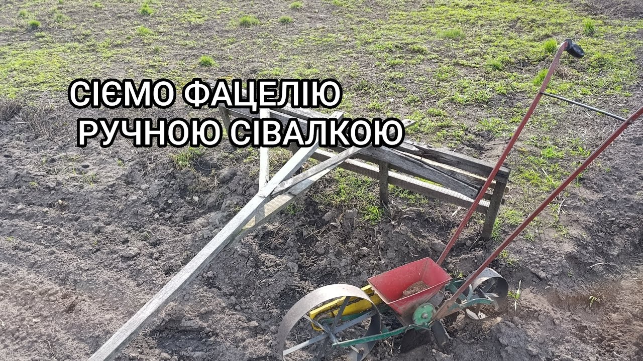 Посів фацелії ручною сівалкою