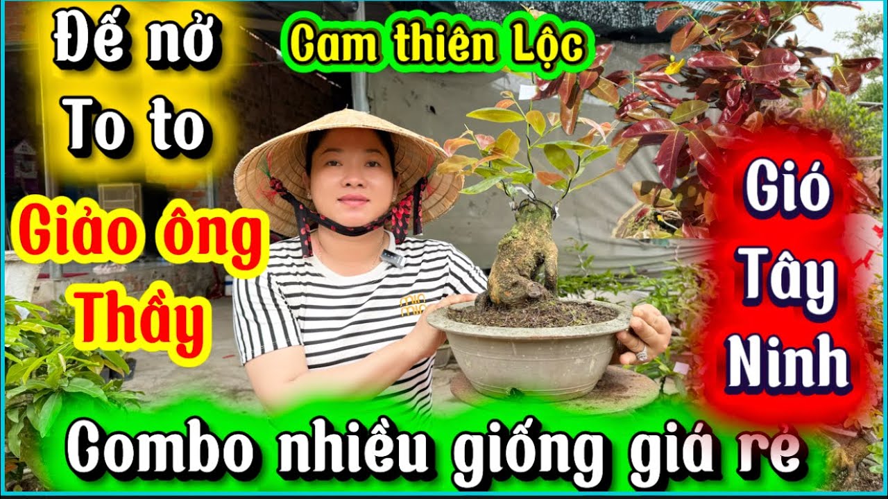 26-2-2026☎️0385864865📲mai giống giá rẻ báo mã số combo