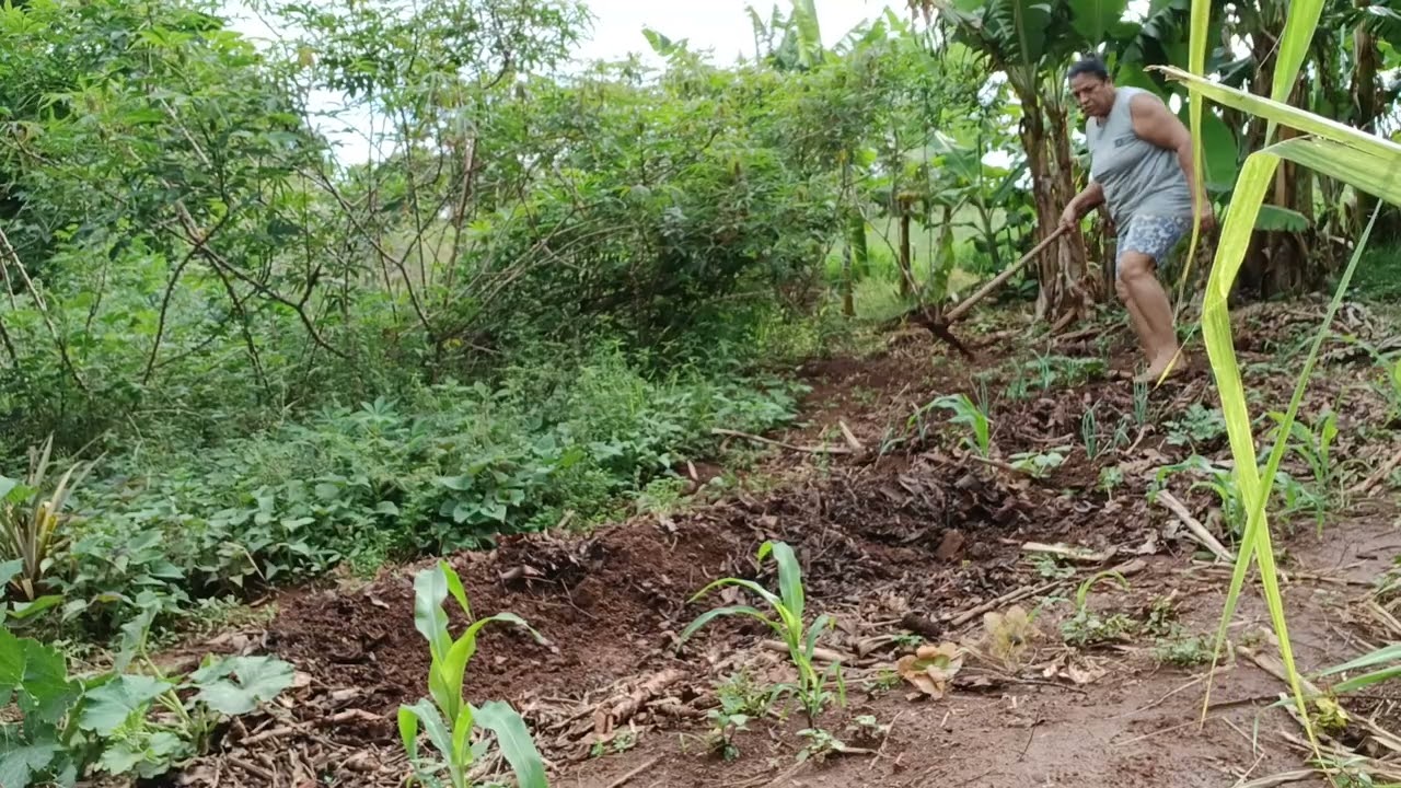 Cuidando  da horta  plantando alface e beterrabas.