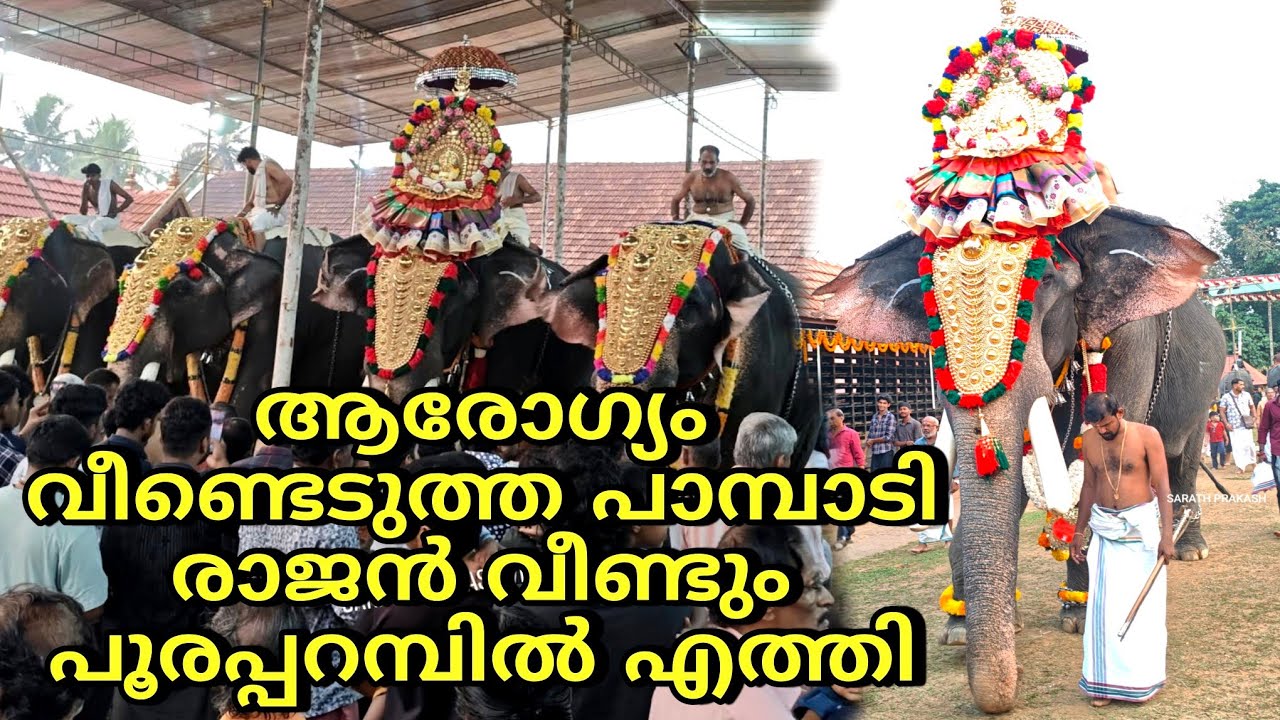 ജീവിതത്തിലെക്ക് തിരിച്ചുവന്ന പാമ്പാടി രാജൻ്റെ കോട്ടയത്തെ ആദ്യത്തെ തിടമ്പേറ്റൽ pampady rajan elephant