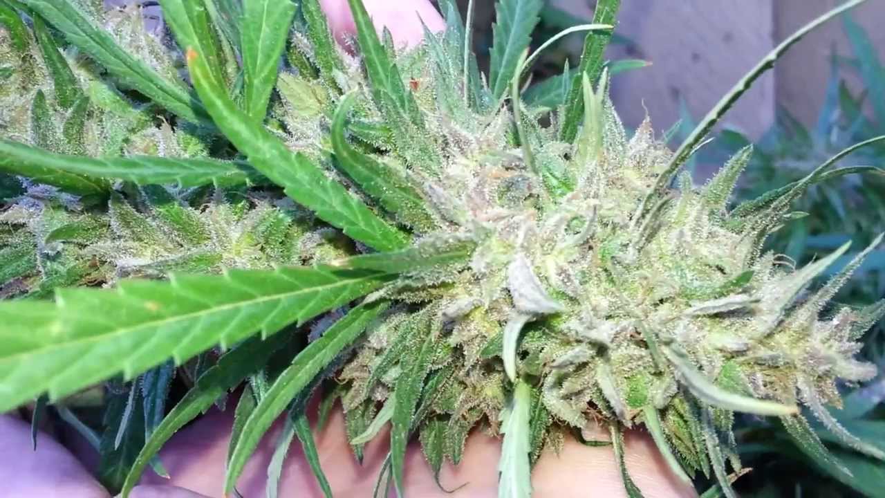 DNA Genetics - Hash Plant Haze 2013 Outdoor Grow Part 10 SERIES FINALE!