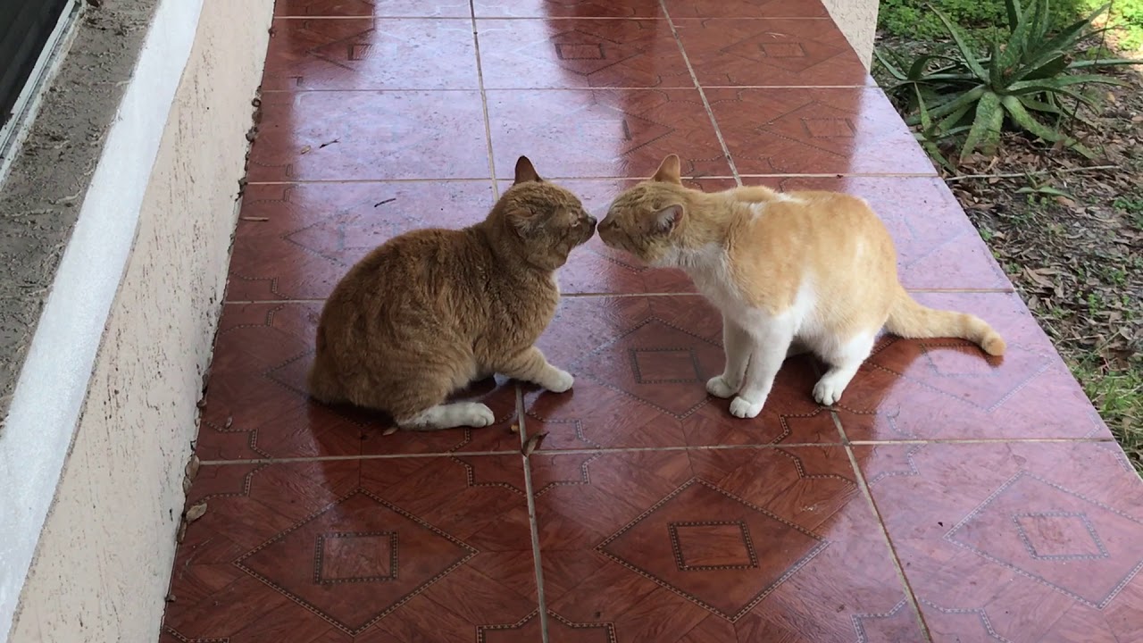 Cat Fight over territory.