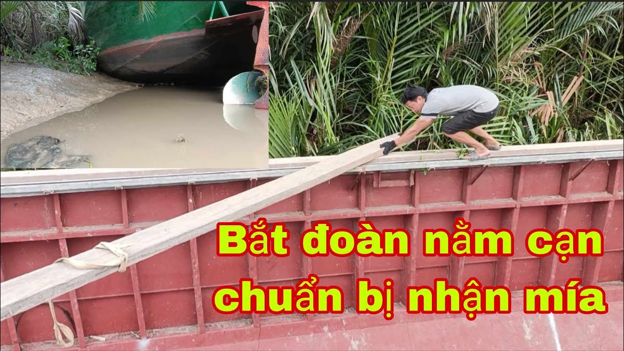 Chạy ghe vô đường nhỏ, nằm cạn bắt cầu chuẩn bị nhận mía xuống ghe | Sông nước miền Tây
