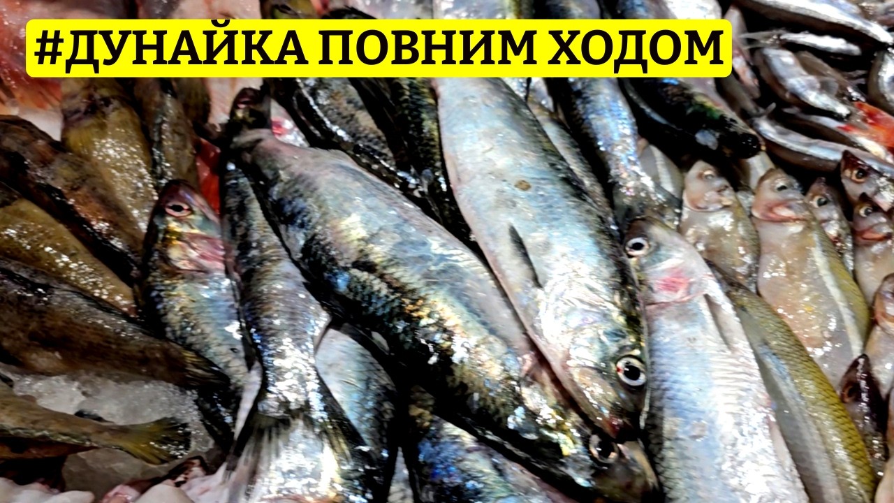 ⚓️ ОДЕСА 🔥 ШОК! ЦІНИ ДИВУЮТЬ 💰 РИНОК ПОЧАТОК 🛒 ФІРМОВИЙ ОГЛЯД ВІД САН САНИЧА 📅 19.03.2026