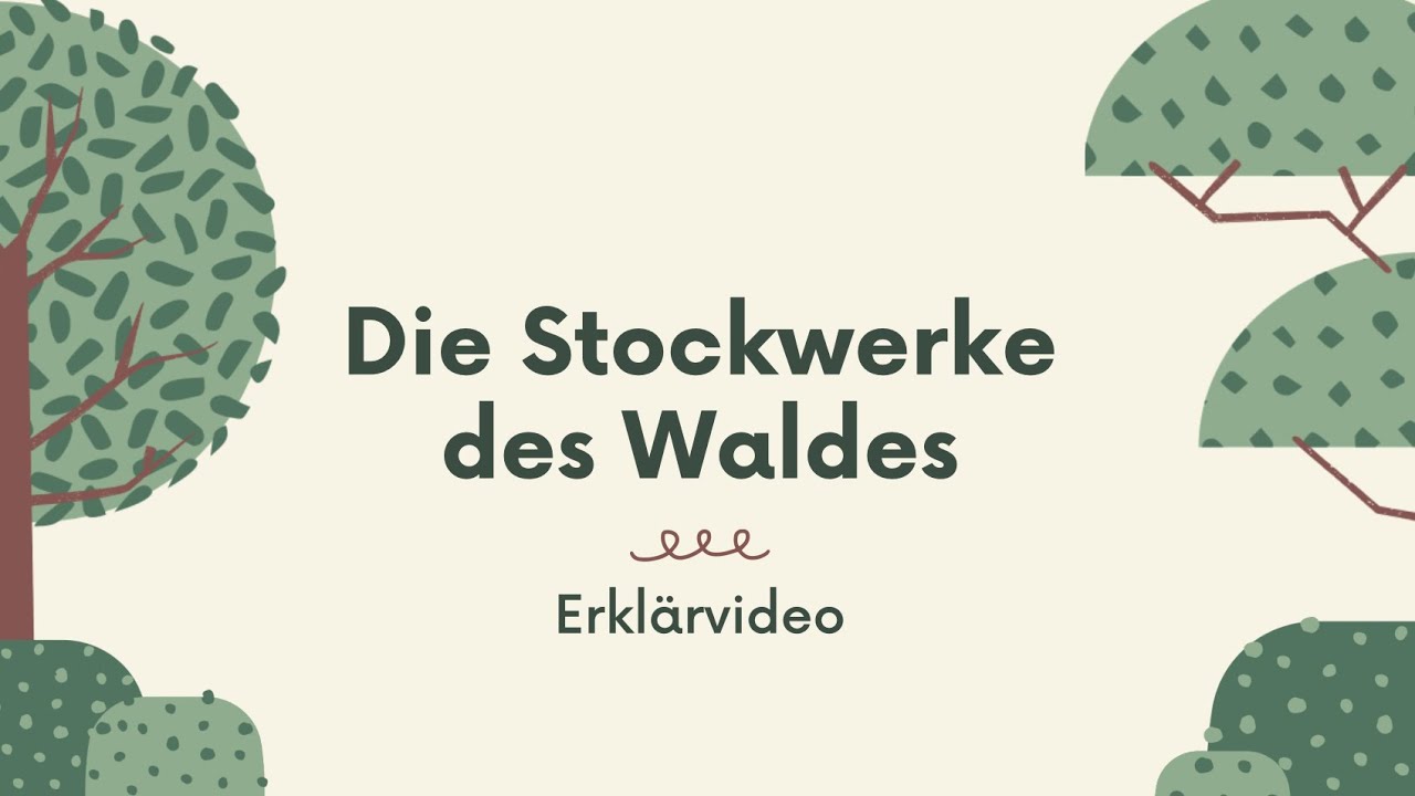 Erklärvideo - Die Stockwerke des Waldes