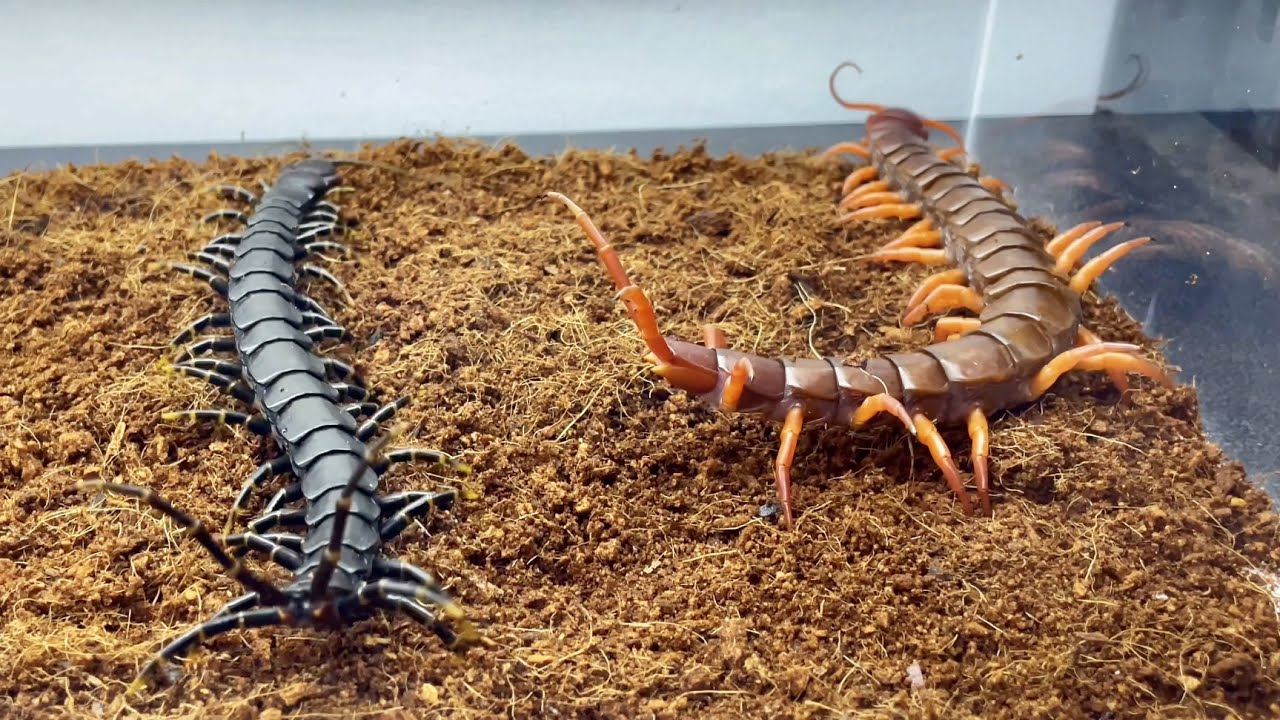 What happens when the red dragon centipede meets the black dragon centipede?