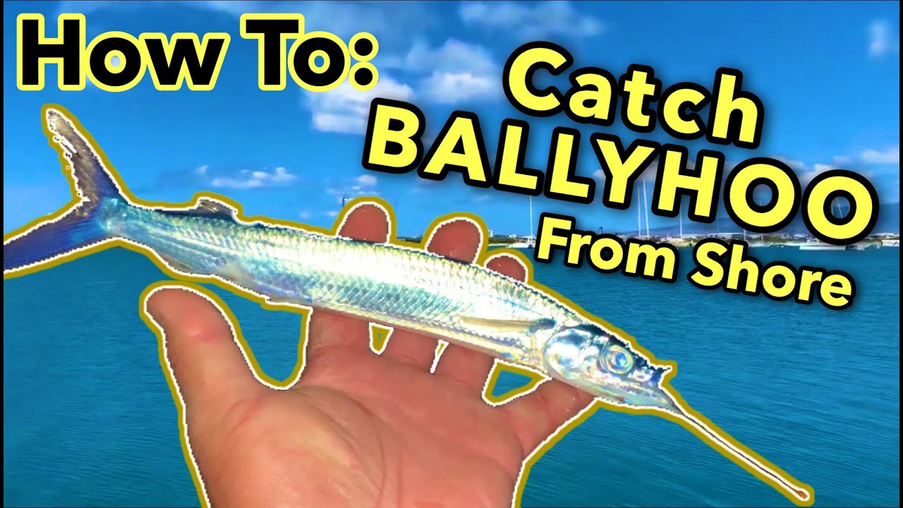**FUN** How to Catch Ballyhoo From Shore! | How To Hook BALLYHOO  | Fishing in Hawaii