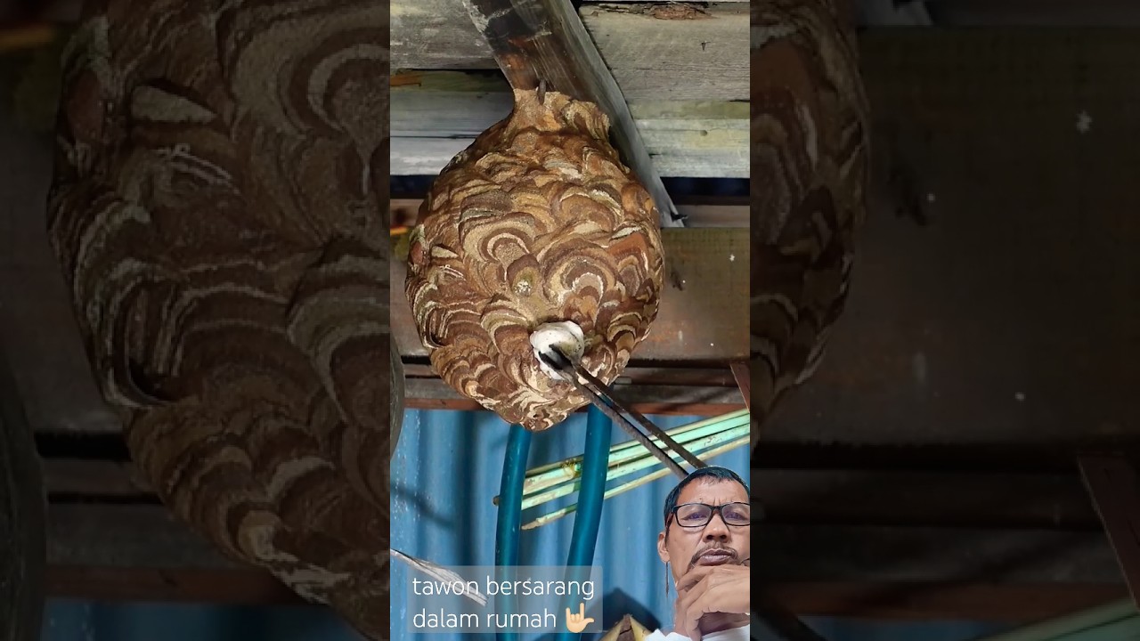 cara memberantas sarang tawon lebah pesva dalam rumah#shorts#lebah#tawon#bee#hornets#hewan#animals
