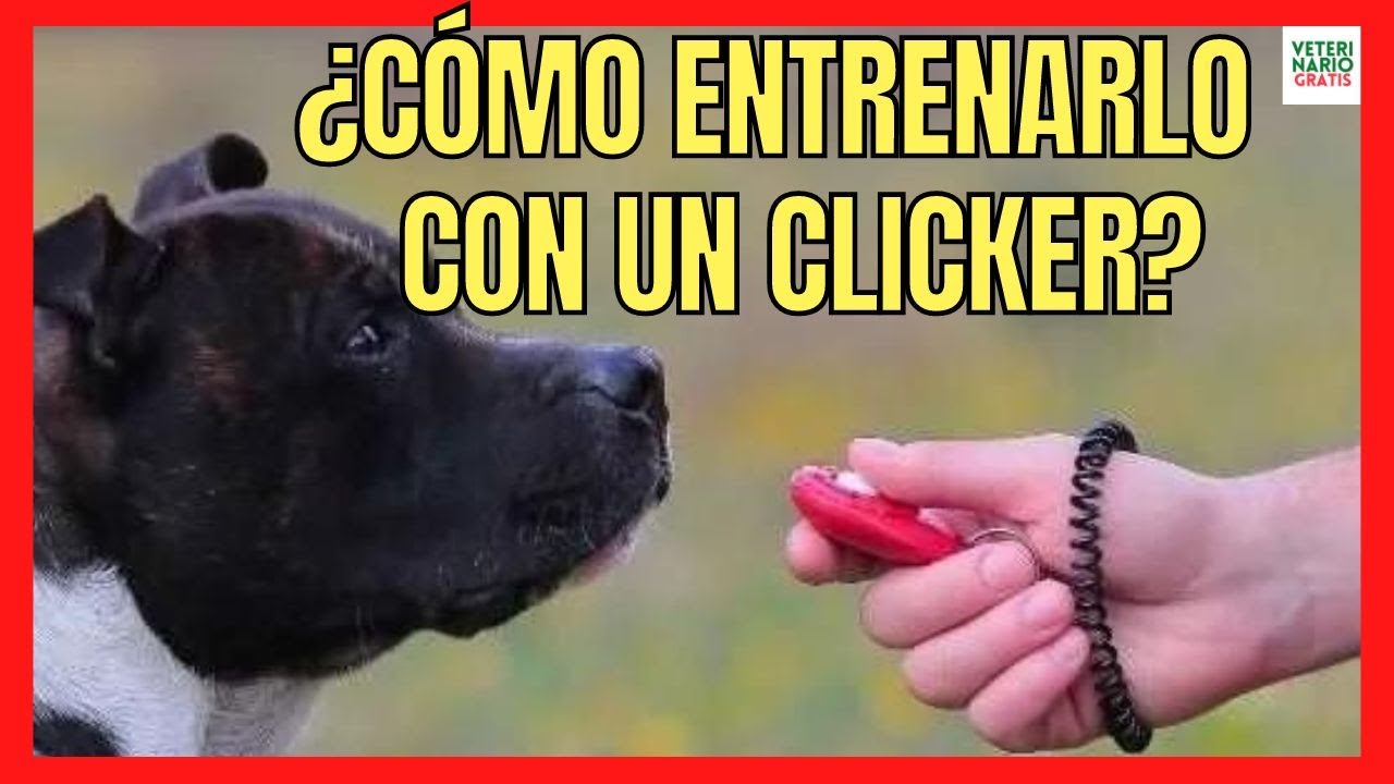 ✅ ¿CÓMO ENTRENAR A UN PERRO CON UN CLICKER PARA PERROS? ✅