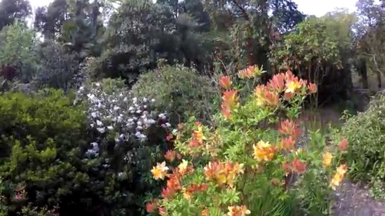Trebah Gardens May 2015