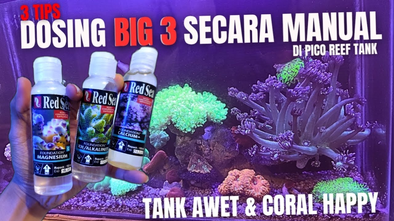 CARA DOSING BIG 3 UNTUK CORAL SECARA MANUAL DI TANK KECIL, UNTUK MEMINIMALKAN SWING PARAMETER !
