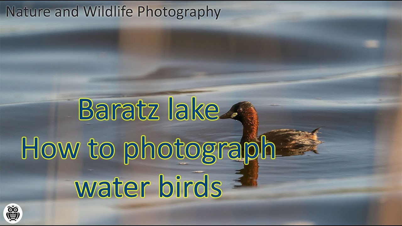 Baratz lake: how to photograph water birds