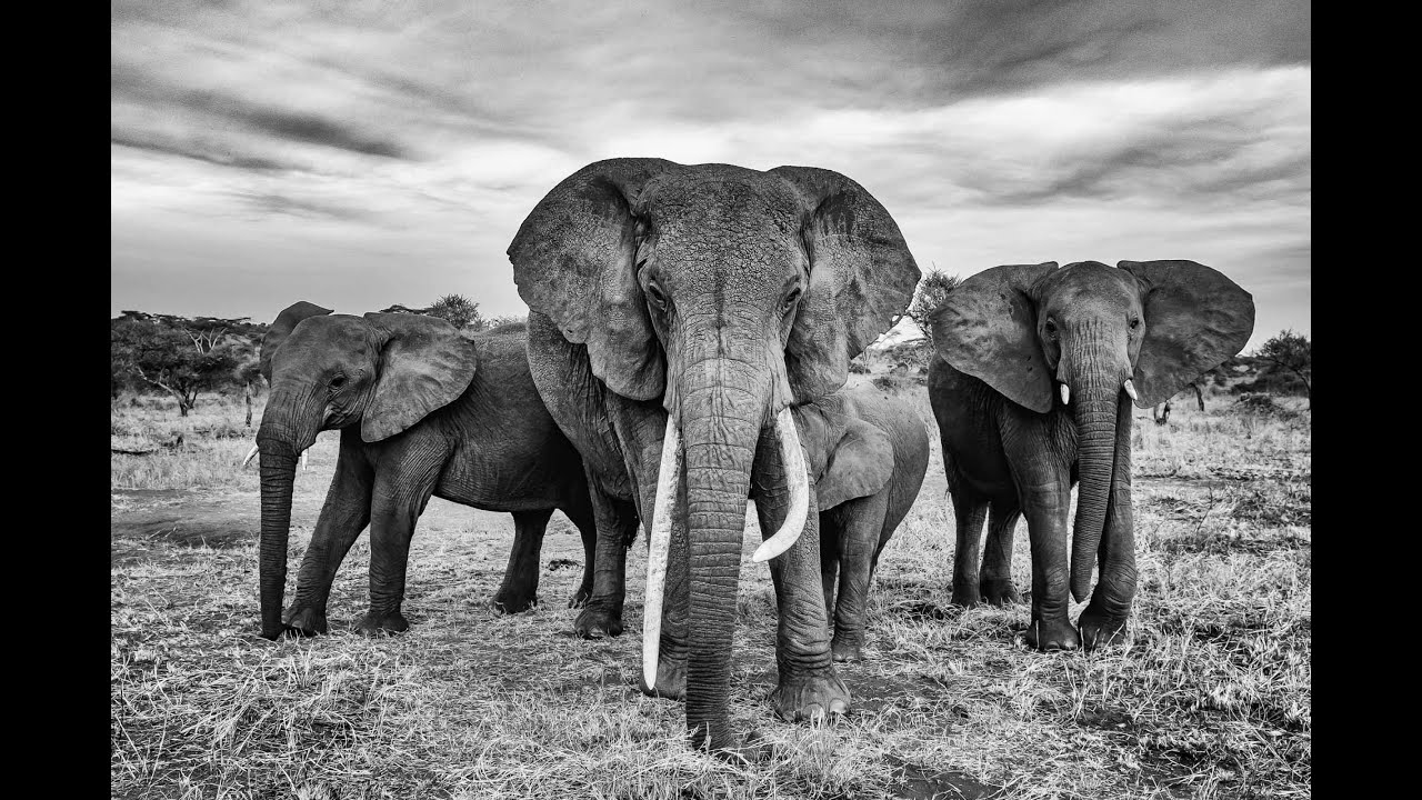 Seronera Series - Episode Two - Getting high above the Serengeti.