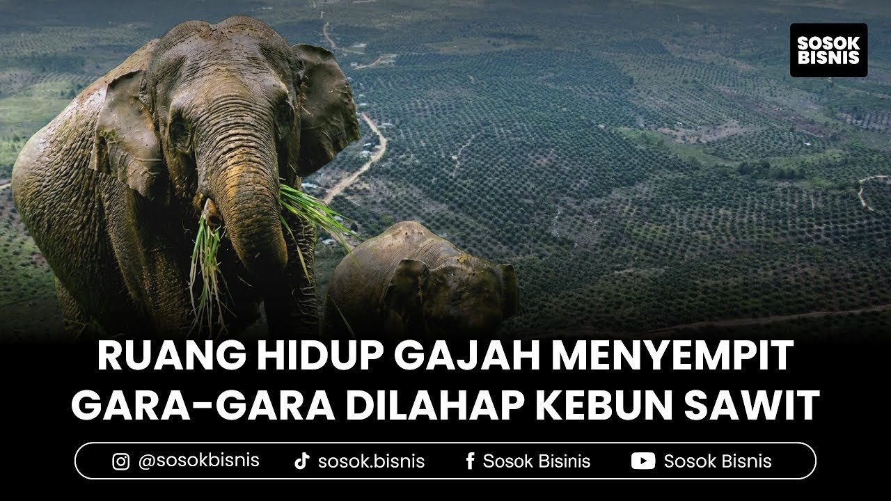 TESSO NILO, Rumah Gajah Sumatera yang Hilang Ditelan Sawit Ilegal
