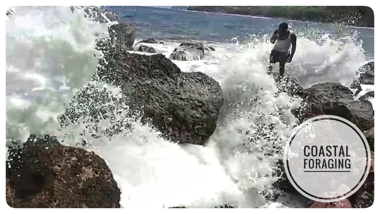 SEA SNAIL/WHELKS Catch Clean Cook- Risky Coastal Foraging on Dangerous Rocks Ep.7