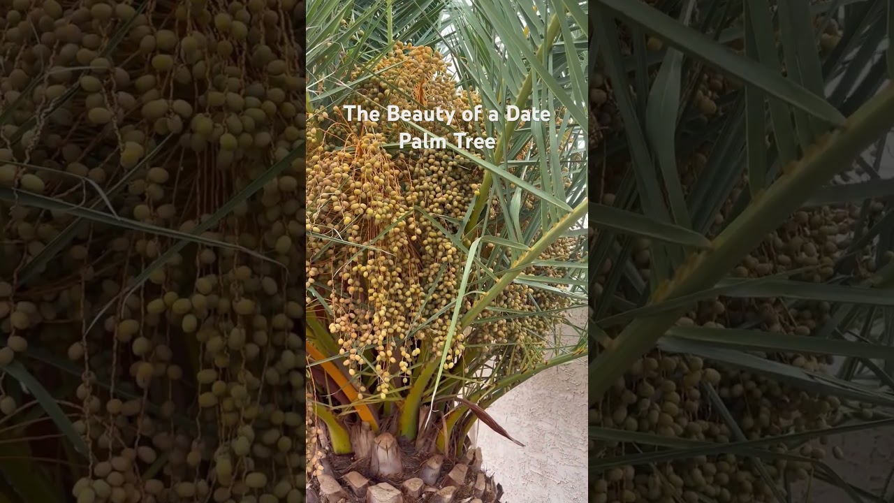 Vẻ &ETH;ẹp Của C&acirc;y Ch&agrave; L&agrave; Ở Mỹ #caychala #arizonalife #datepalmtree #cuocsongmy #fruitstree #desertlife