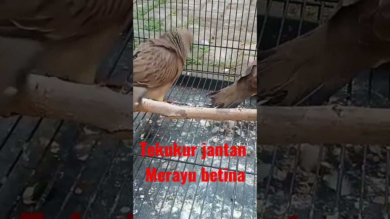 Tekukur jantan merayu betina || minta kawin || Tekukur gacor