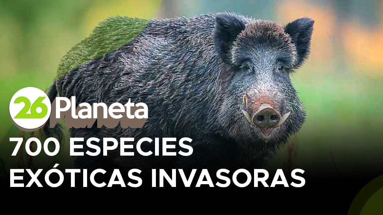En Argentina hay m&aacute;s de 700 especies ex&oacute;ticas invasoras, &iquest;cu&aacute;les son y qu&eacute; afectan en la salud?