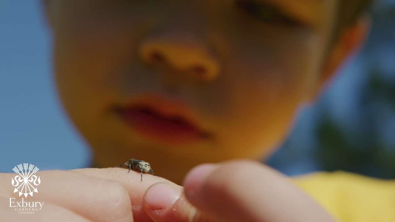Why are dragonflies and insects in danger? Nick Baker explains at Exbury Gardens, New Forest