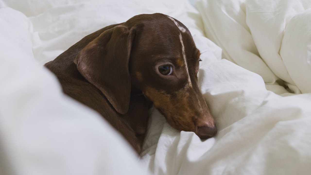 Dachshund pretending to be asleep to steal a toy