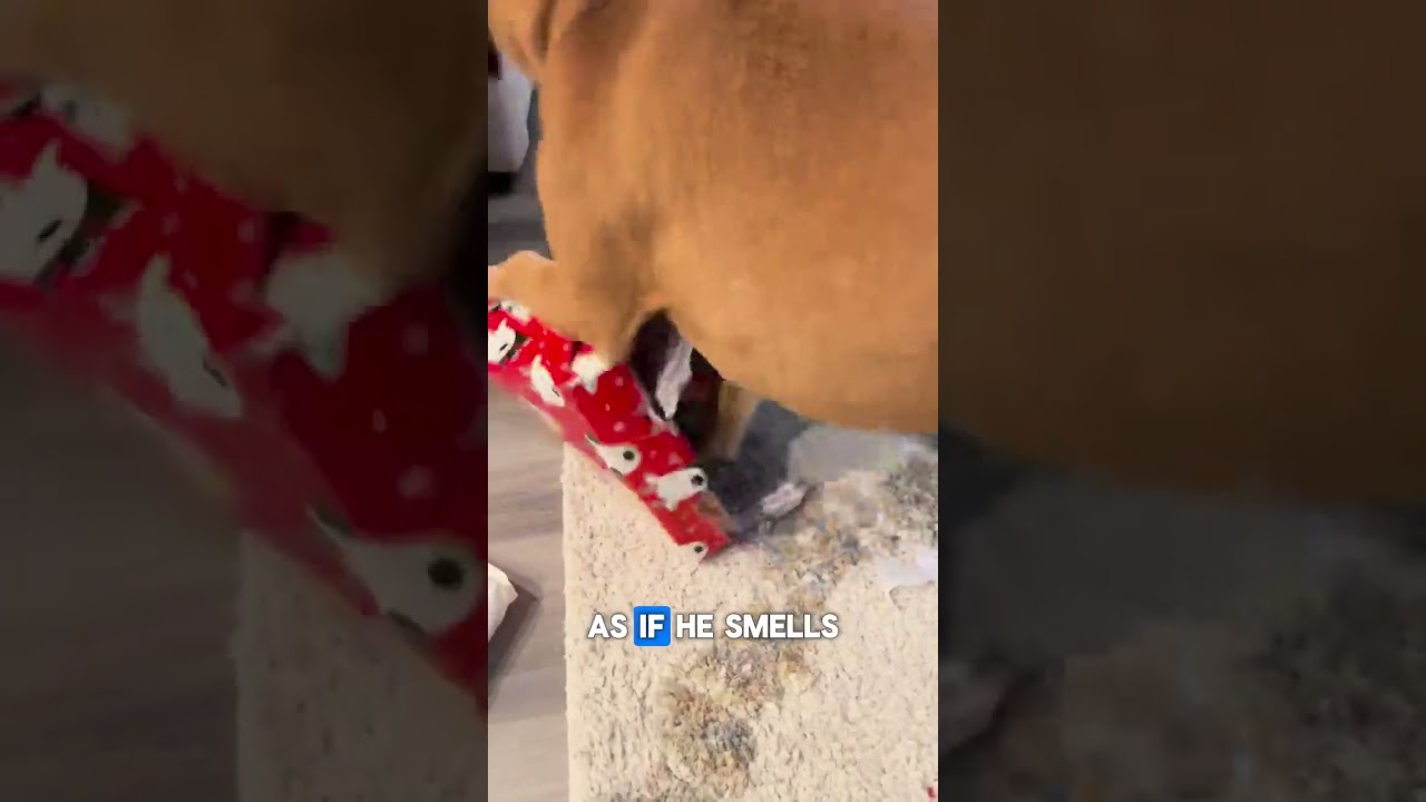 Dogs Get Excited on Christmas Morning #dogs #pets #christmas #gifts