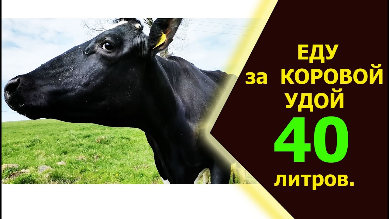 Еду покупать корову, даёт 40 литров молока.