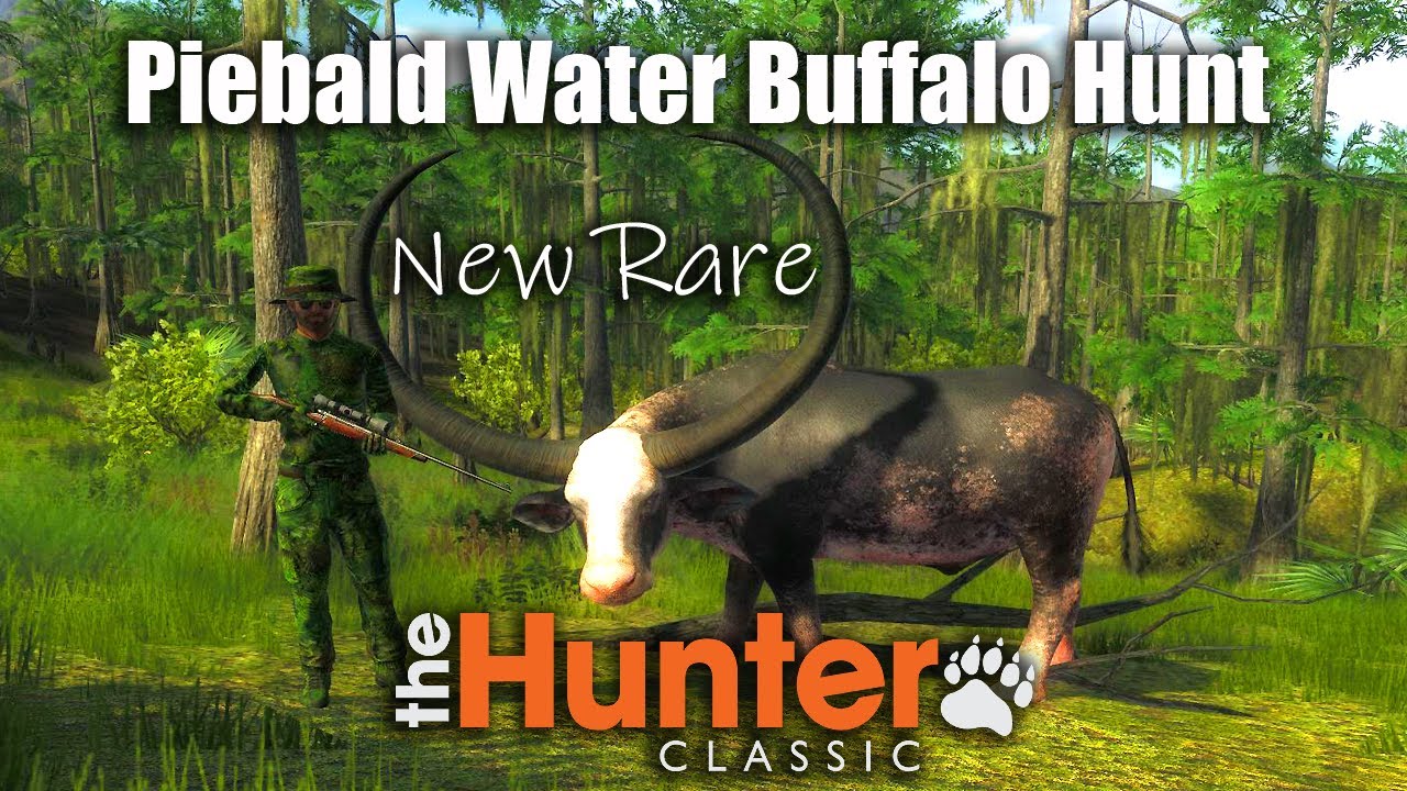 Piebald Water Buffalo Hunt - New Rare - theHunter Classic
