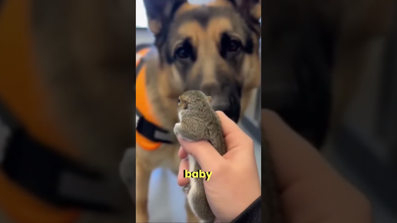 Service Dog Stops at Vending Machine 
