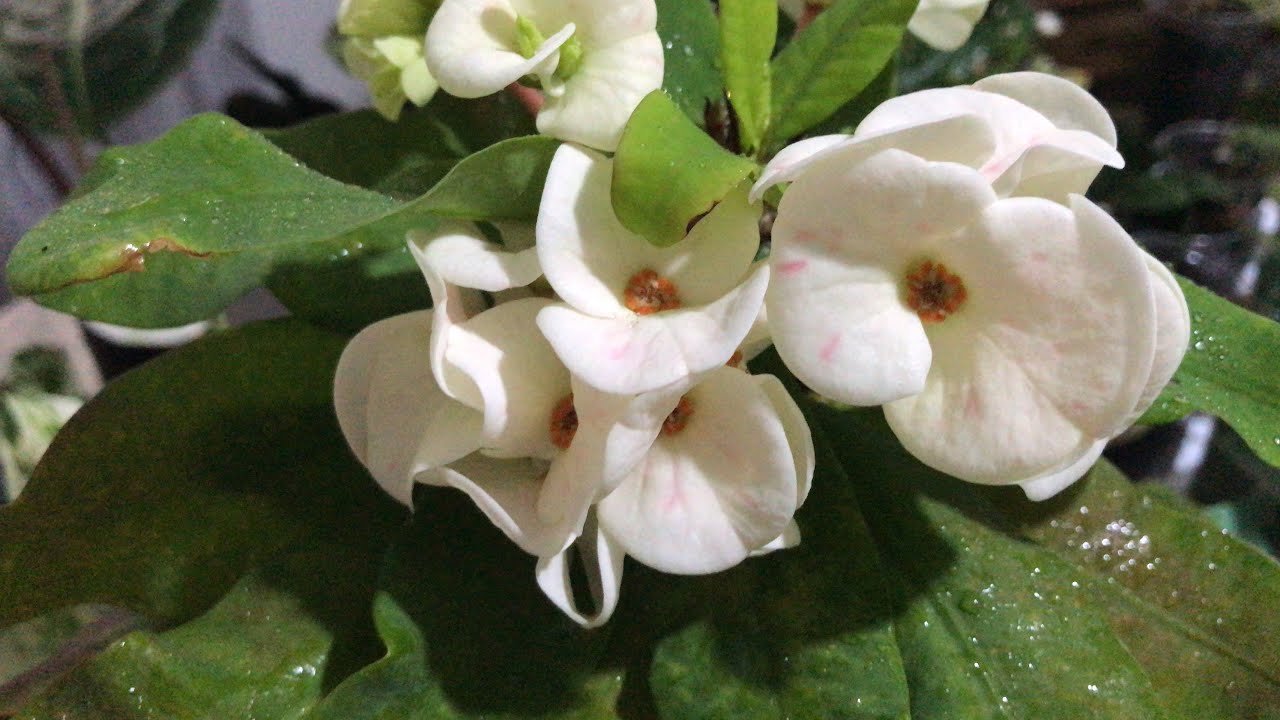 YENİ TÜRLER GELİYOR TAKİPTE KALALIM