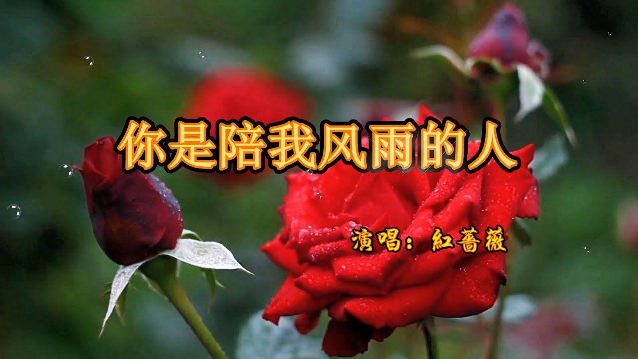 一首《你是陪我风雨的人》旋律优美动听,送给最爱的人
