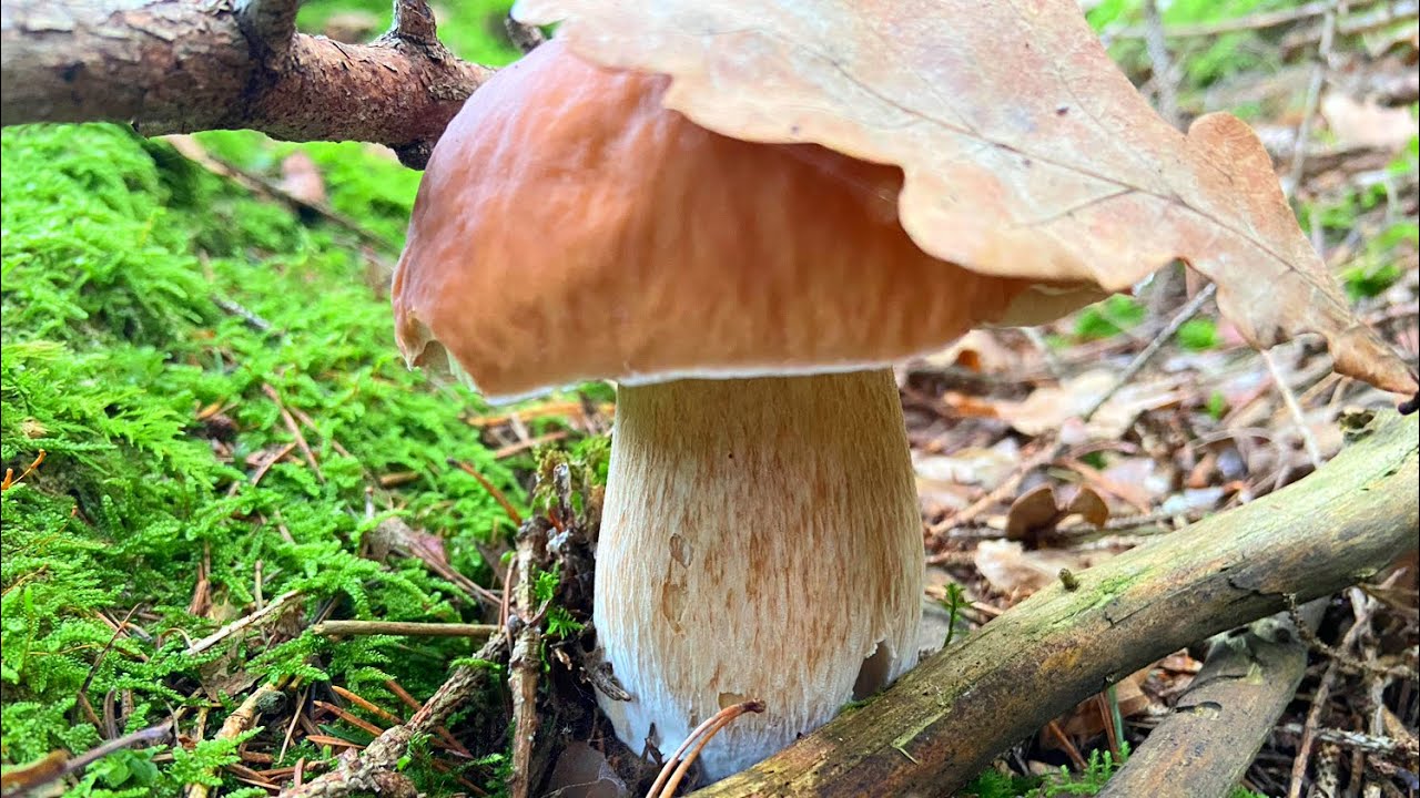 ยังมีให้เก็บอยู่เห็ดผึ้งหวาน(ตัดขาท้ายคลิปจ้า)างอ22/10/2024🍄‍🟫😊🇦🇹