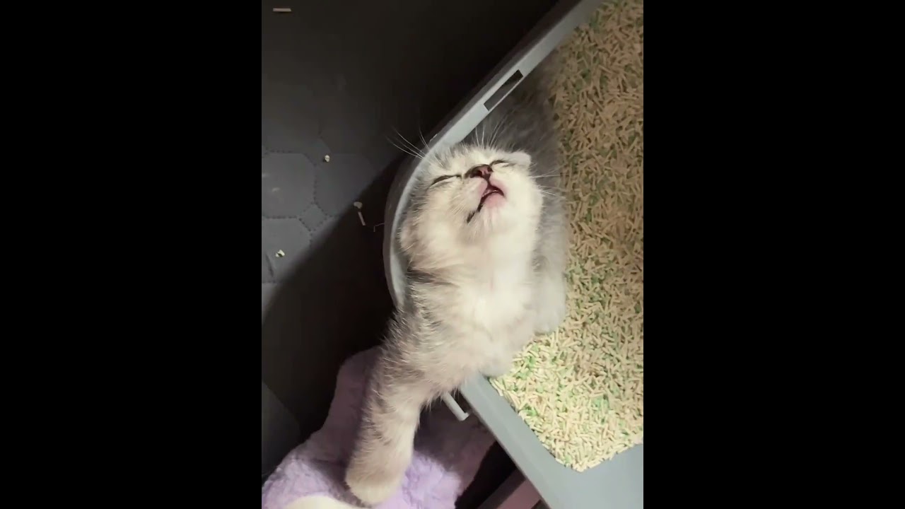 Cat kitten Adorable Moment 