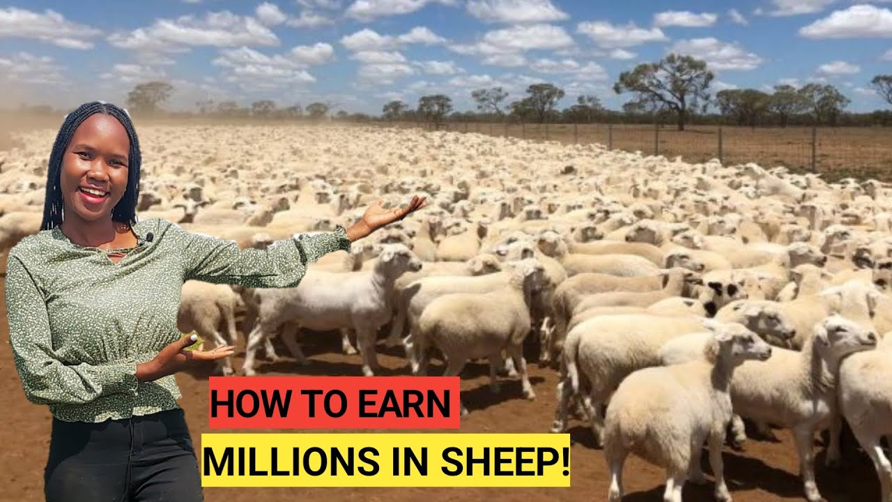 Is SHEEP FarmingProfitable?| Beginners GUIDE 2023