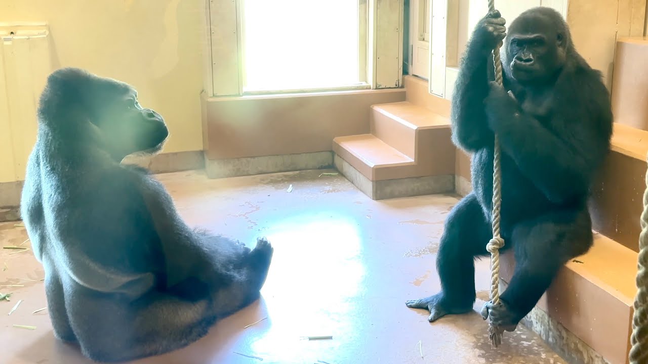 Самка гориллы активно обращается к серебристой спине｜Shabani Group