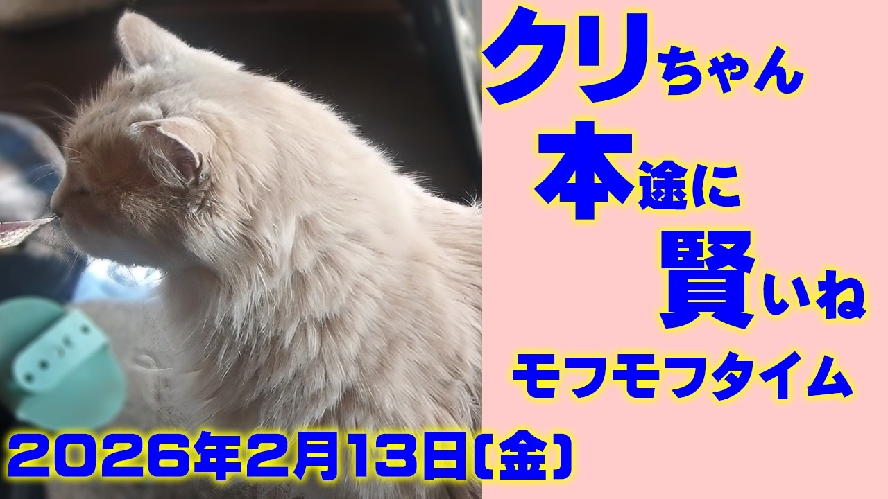 【外猫クリちゃんモフモフ】クリちゃん本途に賢い！最後にユックリ