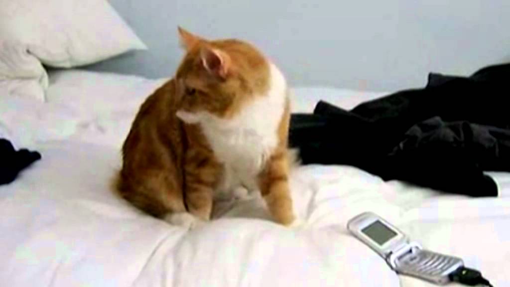 Gatonovela - DeShawn and Jimmy talk it out - Cat Soap Opera