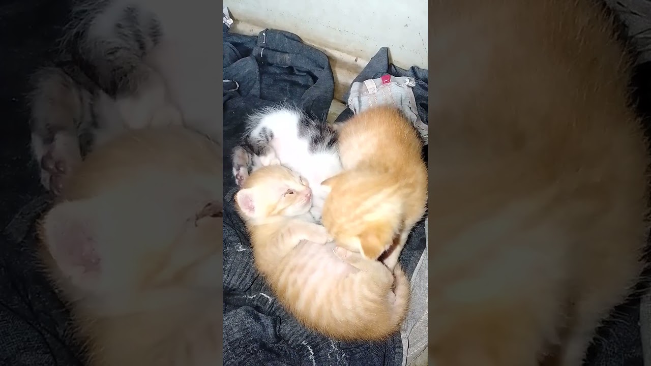 Kucing lucu.