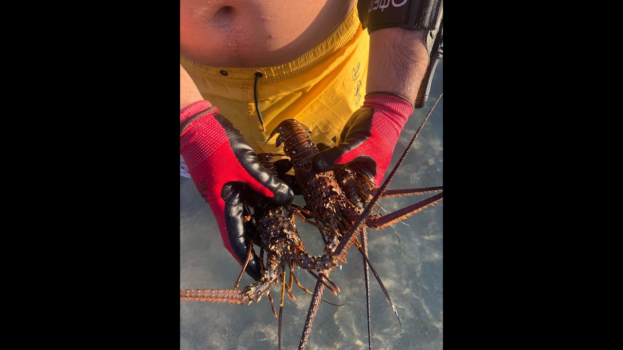 Chasse sous marine + Langoustes ! (Anses d'arlet, Martinique)