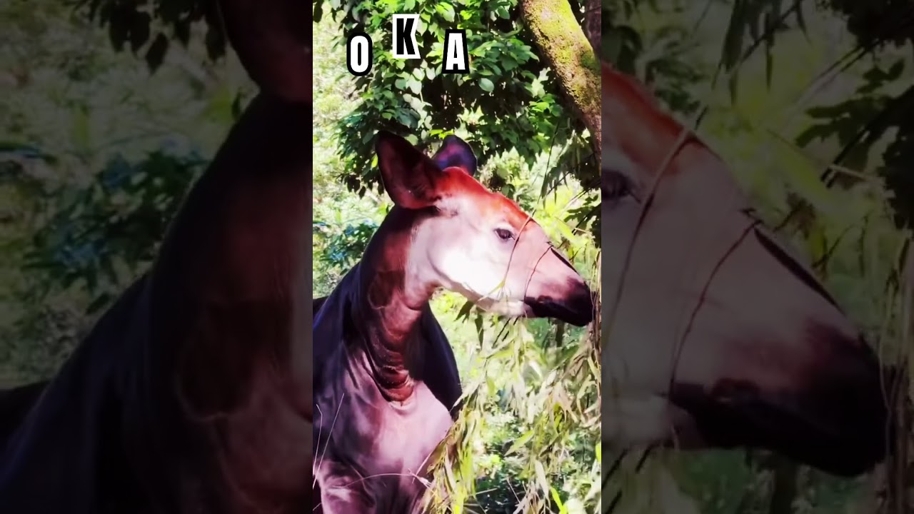 Okapi Up Close 🦒🌿 Rare Disney’s Animal Kingdom Encounter | Endangered Species 