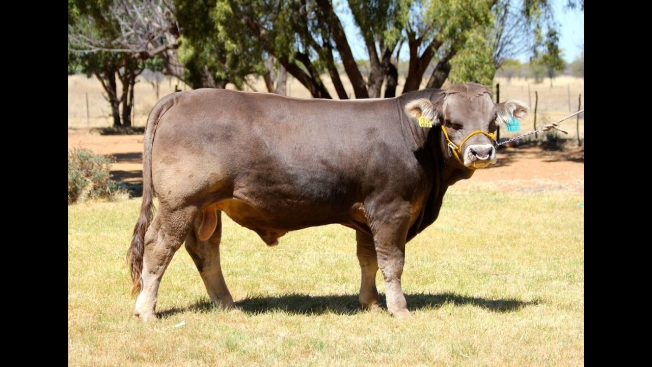 Браун швиц!!!!!!!🐂 Але чому не варто  всіх крити цією породою?😲🤦‍♀️🐮.