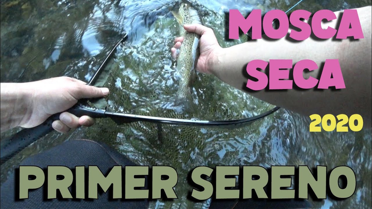 Primer SERENO 2020 pesca TRUCHA postCOVID19 !!! - MOSCA seca