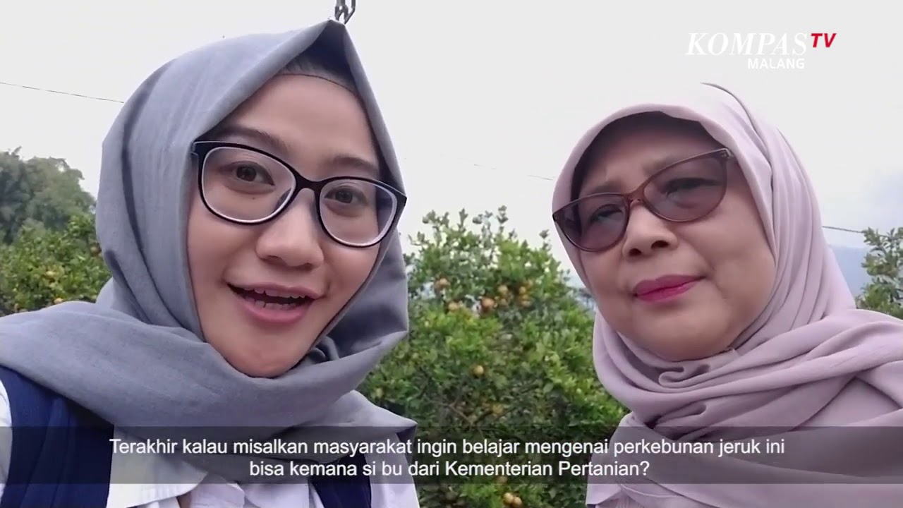 Jeruk bisa Berbuah Sepanjang Tahun, Ini Dia Teknologi Bujangseta