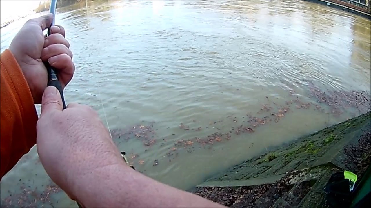 gros combat avec un silure dans la Seine en crue