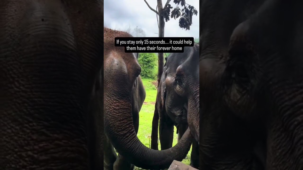 #elephantlove #elephant #animals #sanctuary #elephantlovers #wildlife #cute #elephantconservation