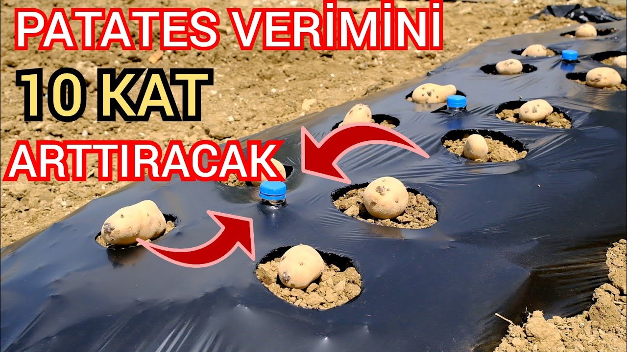 Patates Verimini 10 Kat Arttıran  Yöntem , An Unusual Potato Planting Method