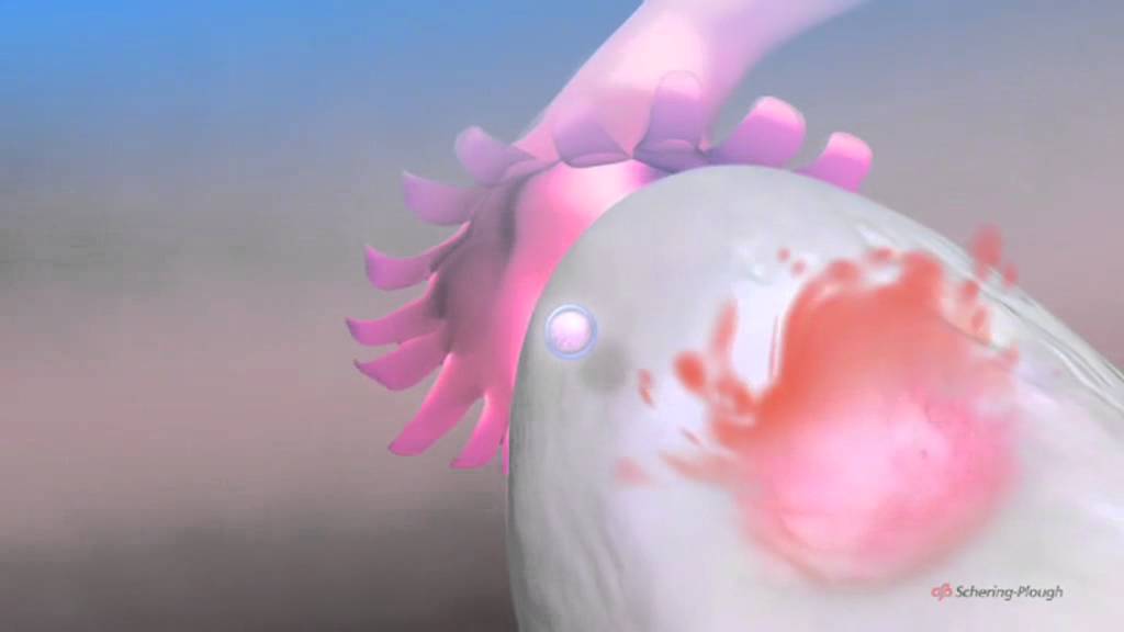 Ovulation & the menstrual cycle - Narrated 3D animation