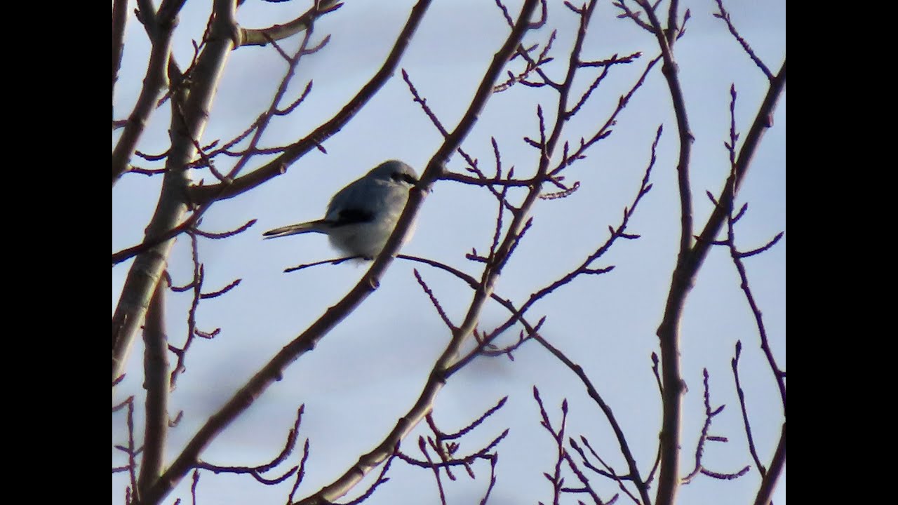 Varf&aring;gel - Lanius excubitor - great grey shrike