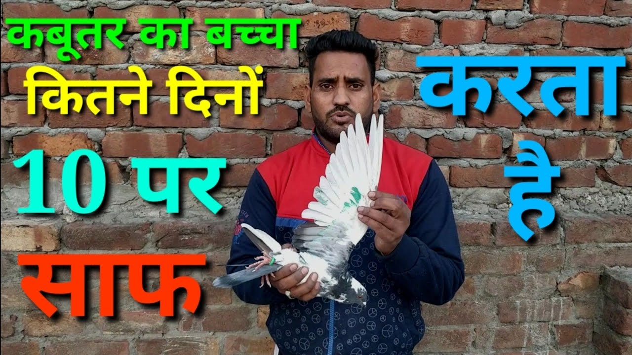 Kabutar ka Bacha kitne dino me 10 par saaf karta hai