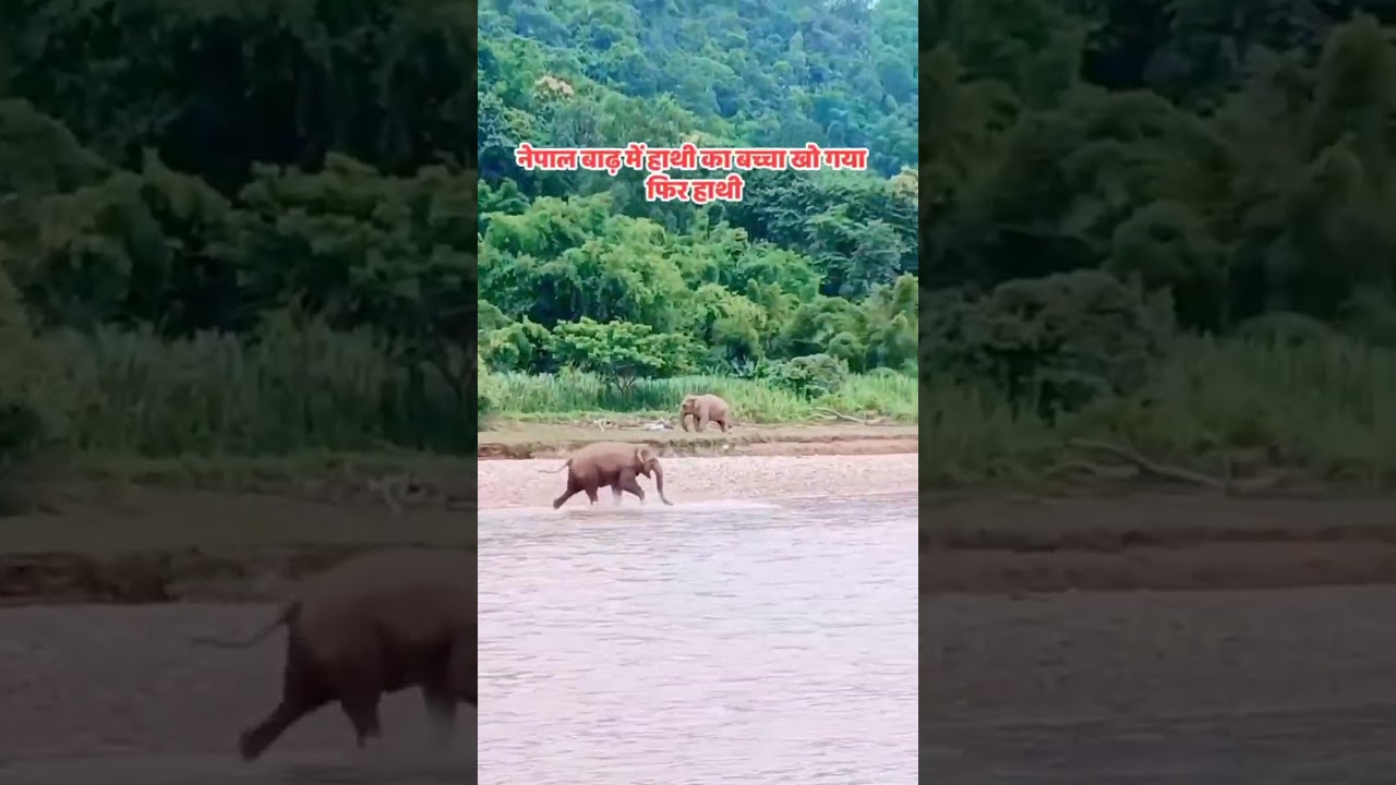 The Most Heartbreaking Thing You Will See Today 🥺🐘 Baby Elephant Lost in the Flood #shorts