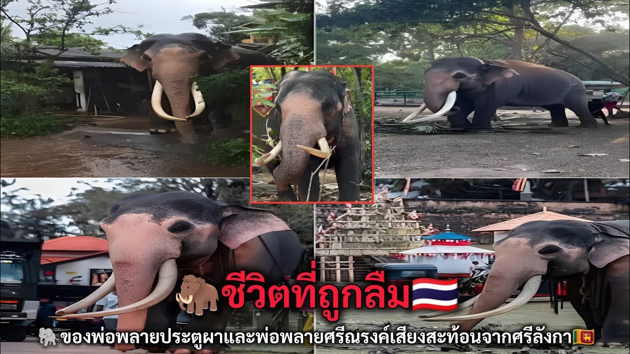 ชีวิตที่ถูกลืมของพ่อพลายประตูผาและพ่อพลายศรีณรงค์เสียงสะท้อนจากศรีลังกา